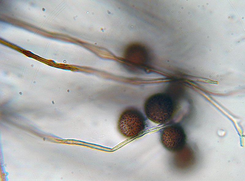 Alpe Veglia 2: Lepidoderma crustaceum